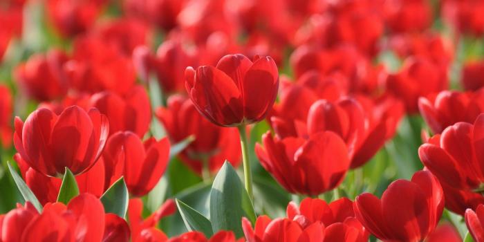 2560x1440 Red Tulip Wallpapers
