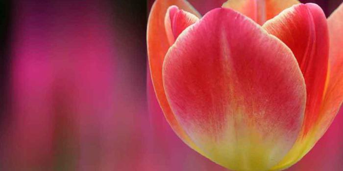 2560x1600 Amazon.com: Tulip Wallpaper Landscape: Appstore for Android