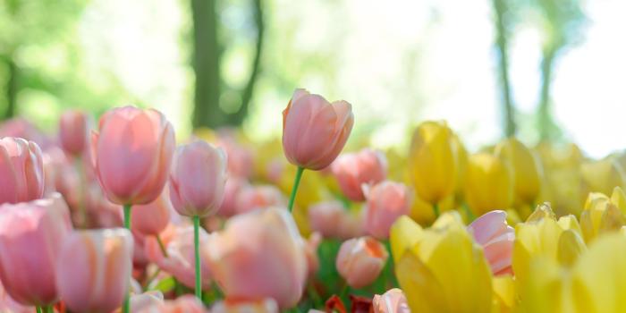 3216x2136 Tulip Wallpaper 74 - [3216x2136]