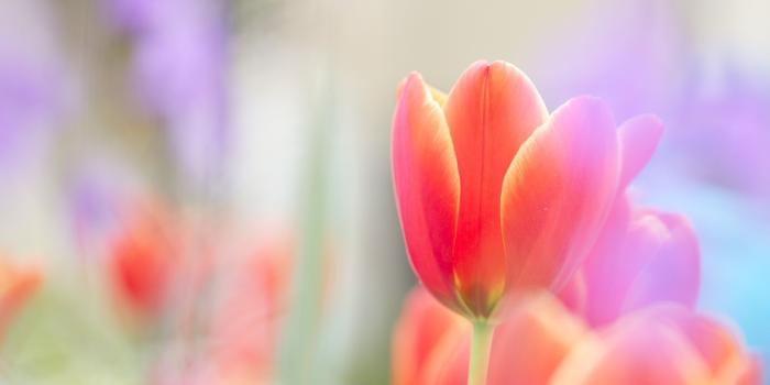 2560x1440 Pink tulip wallpaper - HD Wallpapers