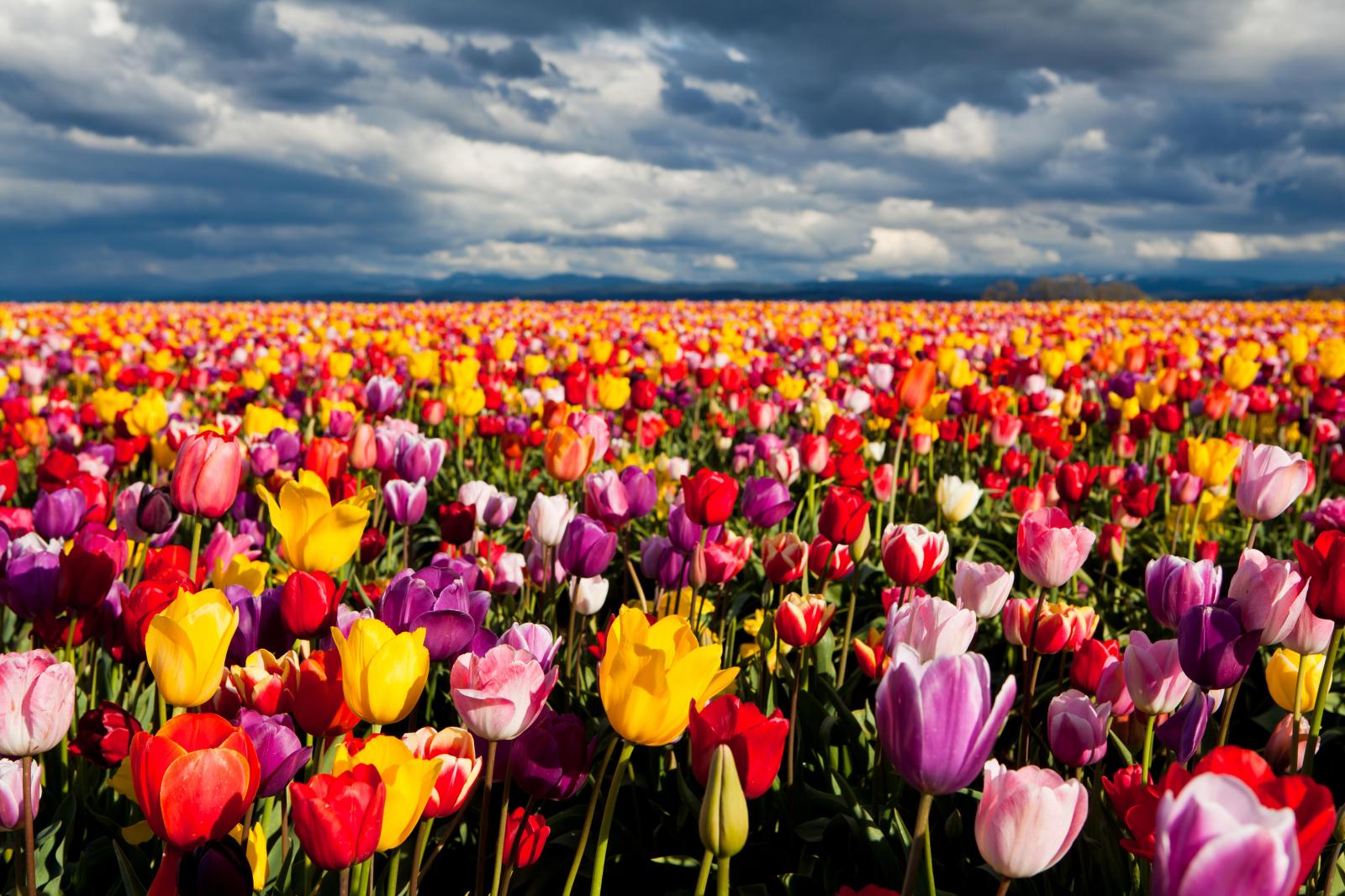 7600x5066 1095 Tulip HD Wallpapers | Background Images