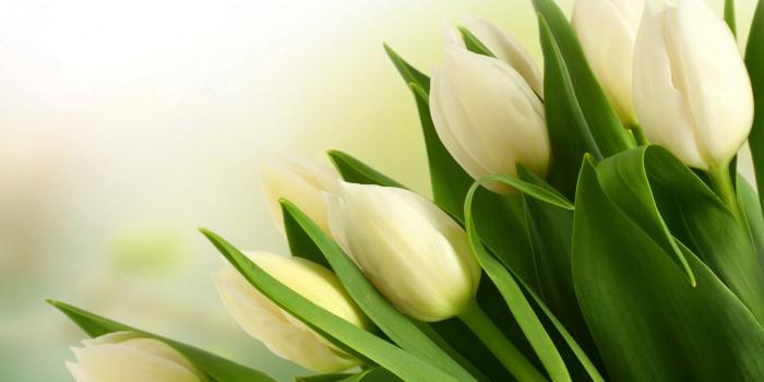 1920x1200 Tulips Wallpapers | Best Wallpapers