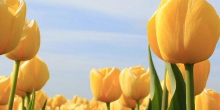 1080x1920 Flowers sun tulip sky yellow | backgrounds | Iphone wallpaper yellow