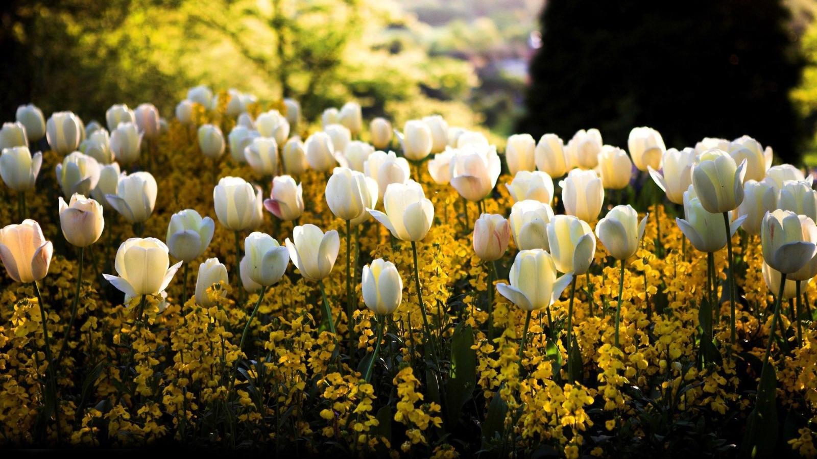 1920x1080 White Tulips HD Wallpapers