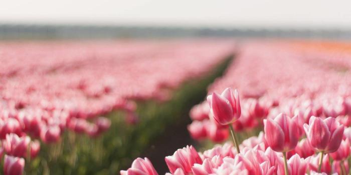 1920x1200 Pink Tulips Wallpapers