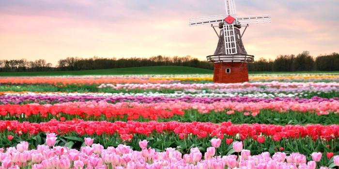 1600x1000 Iphone Wallpaper: Tulip wallpapers hd