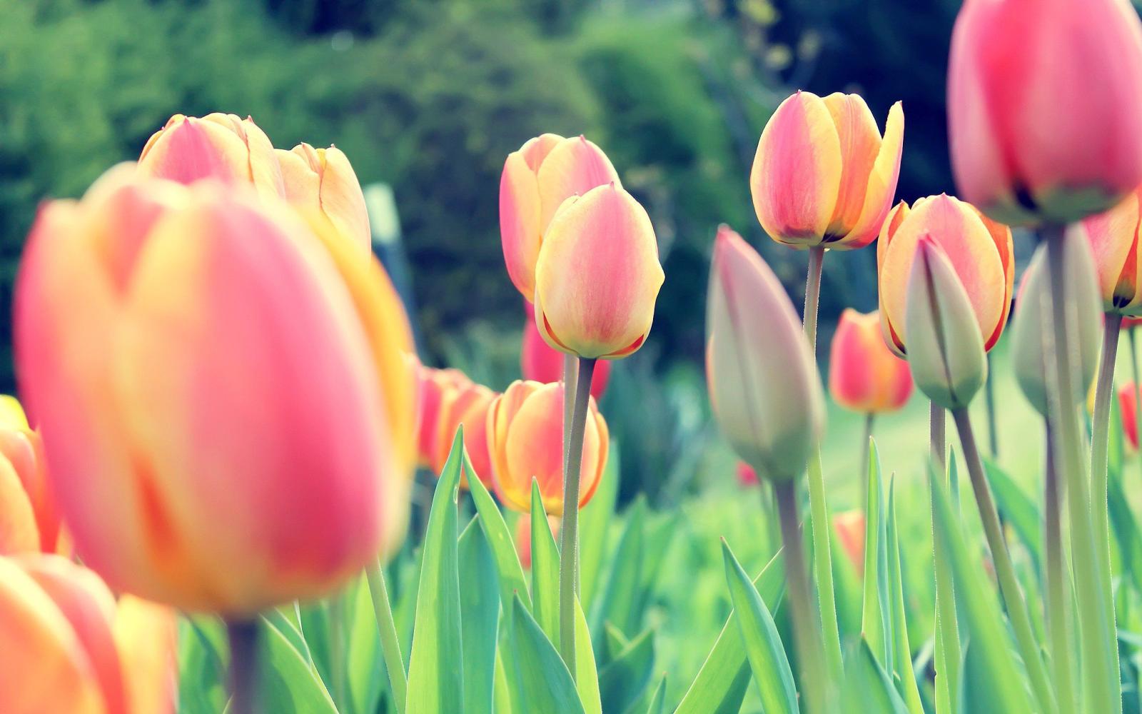 2560x1600 1336x768 Easter Tulips Laptop HD HD 4k Wallpapers, Images