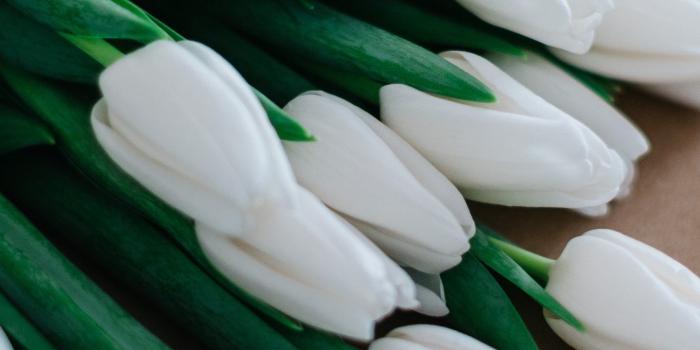 1440x2560 White Tulips Wallpaper - iPhone, Android & Desktop Backgrounds