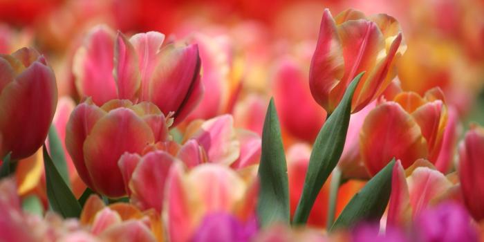 1920x1200 Orange Tulip Wallpaper Images ~ BozhuWallpaper | nature | Flowers