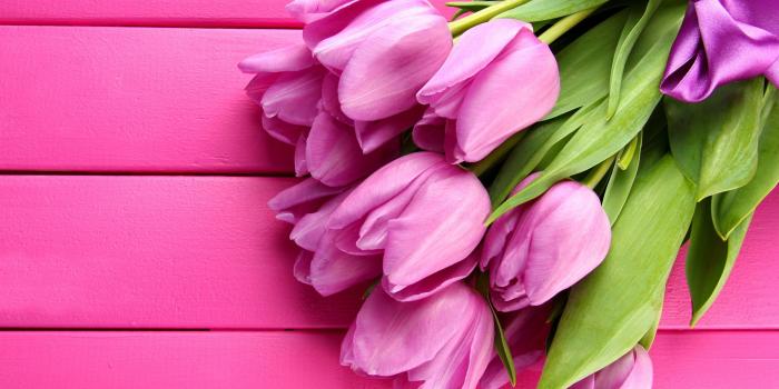 2560x1440 Wallpaper Tulip, 4k, HD wallpaper, spring, flower, pink, Nature #3791