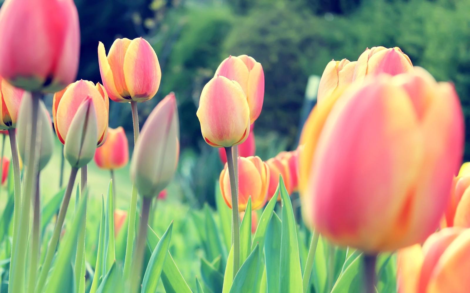 2560x1600 76+ Tulips Background Wallpapers on WallpaperPlay