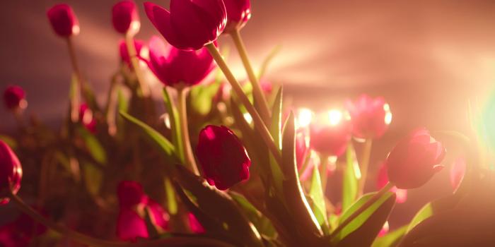 3600x2250 Tulip Wallpaper 8 - 3600 X 2250