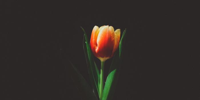 3840x2400 Download wallpaper 3840x2400 tulip, flower, bud 4k ultra hd 16:10 hd