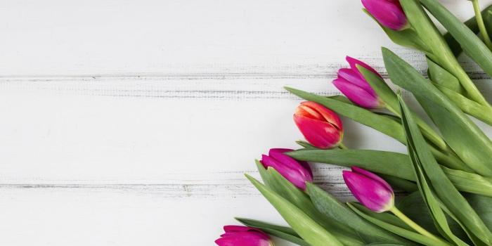 1332x850 Wallpaper white, background, wood, tulip images for desktop, section