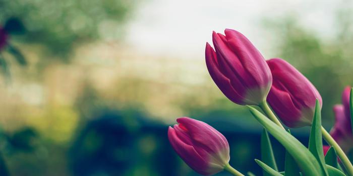 5120x2880 Tulip Wallpaper | (42++ Wallpapers)