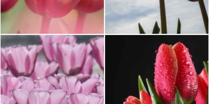 1080x1920 Amazon.com: Tulip wallpaper Portrait: Appstore for Android