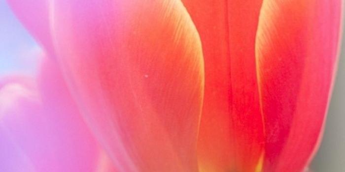 720x1280 46+] Free Tulip Wallpaper Screensavers on WallpaperSafari