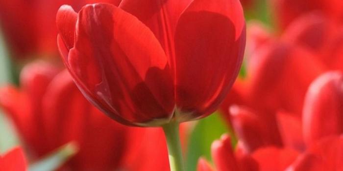 1080x1920 Tulip IPhone 6 Wallpapers HD And Tulip 6 Plus Wallpapers 1080P