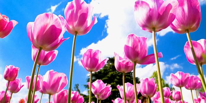 1920x1200 18474 free tulip wallpaper