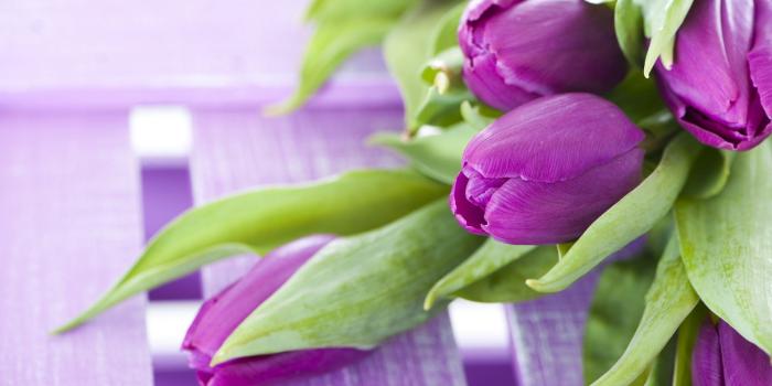 1920x1200 Tulips flowers wallpapers Gallery