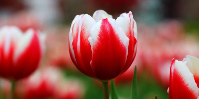 2048x1365 Red Tulips Wallpaper ·① WallpaperTag