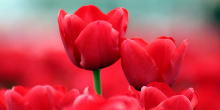 1920x1200 Red Tulip Wallpapers (64+ background pictures)