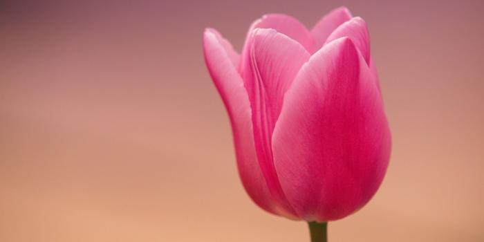 1920x1200 Tulip Wallpaper (30+ images) on Genchi.info