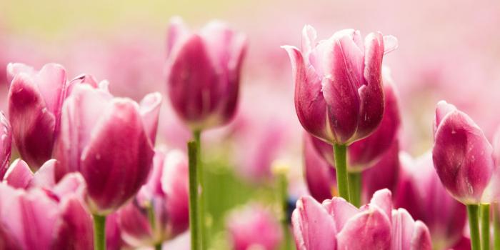 2880x1800 Pink Tulip Wallpaper (62+ images)