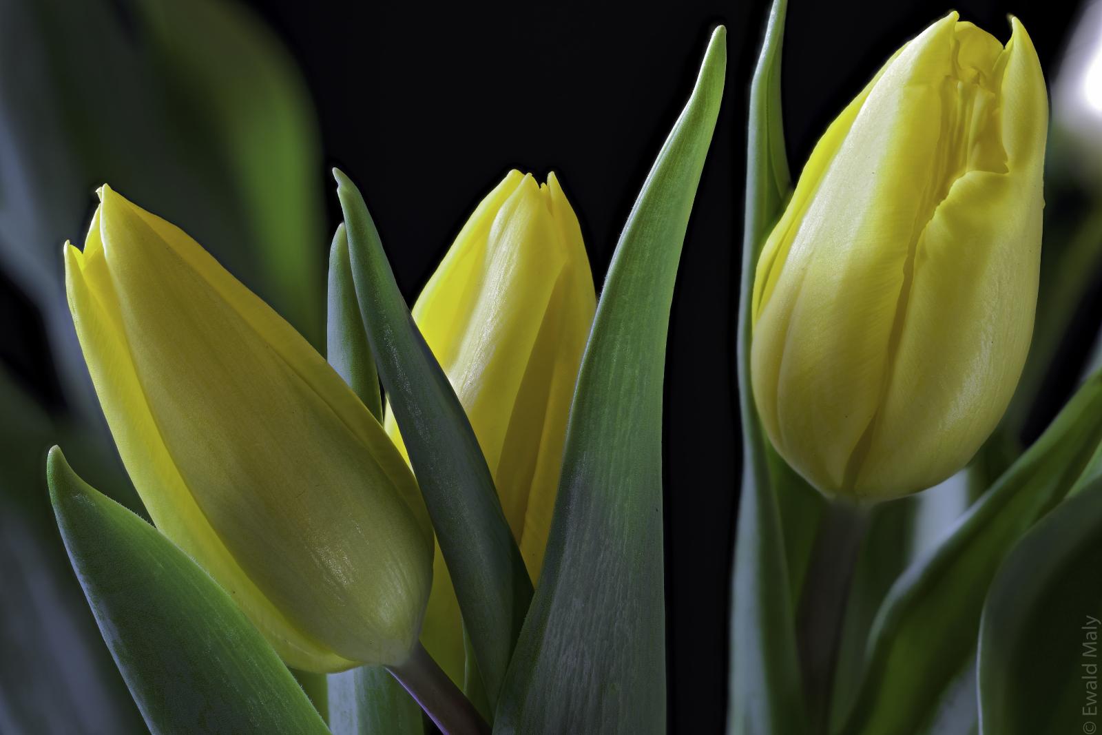 5788x3863 Tilt shift photography of yellow tulip flowers, tulips HD wallpaper