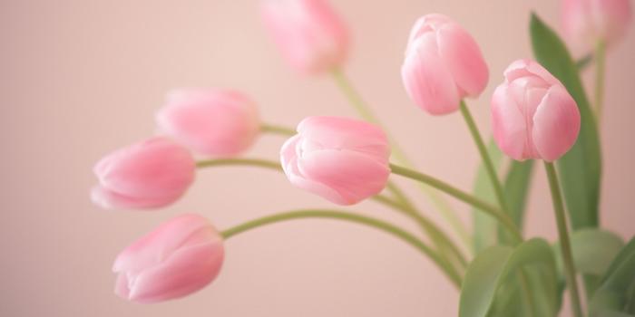 1920x1080 Pink tulip wallpaper Gallery