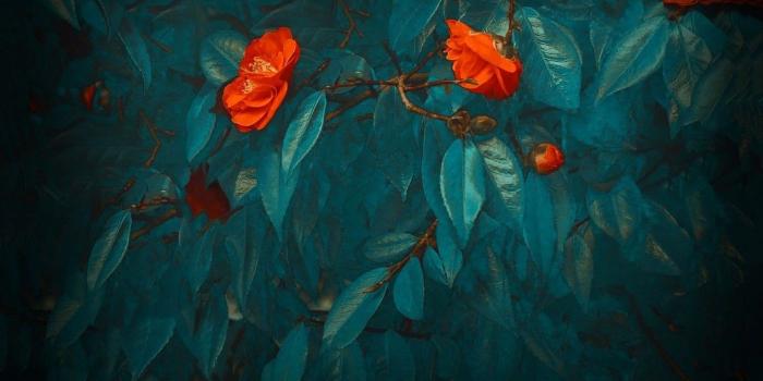 1156x1200 Download: Huawei Mate 20 Wallpapers, Live Wallpapers, and Themes