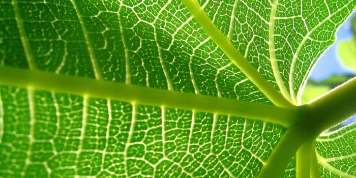 2560x1600 58+ Cell Biology Wallpapers on WallpaperPlay