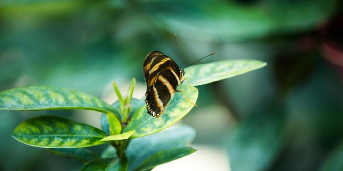 5184x3456 Biology, Blur, Butterfly - Free Stock Photo, Image, Wallpaper, HD