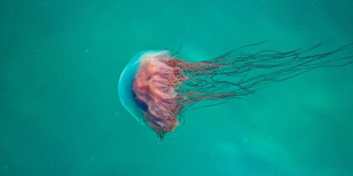 1125x750 Television, Cnidaria, Marine Invertebrates, Blue, Marine Biology HD