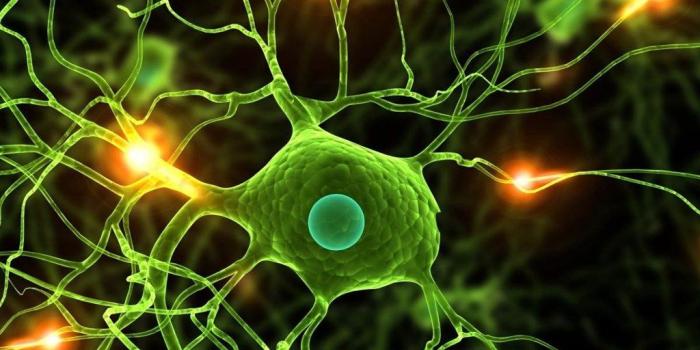 1024x768 Awesome Biology HD Wallpapers Free Download Desktop Background