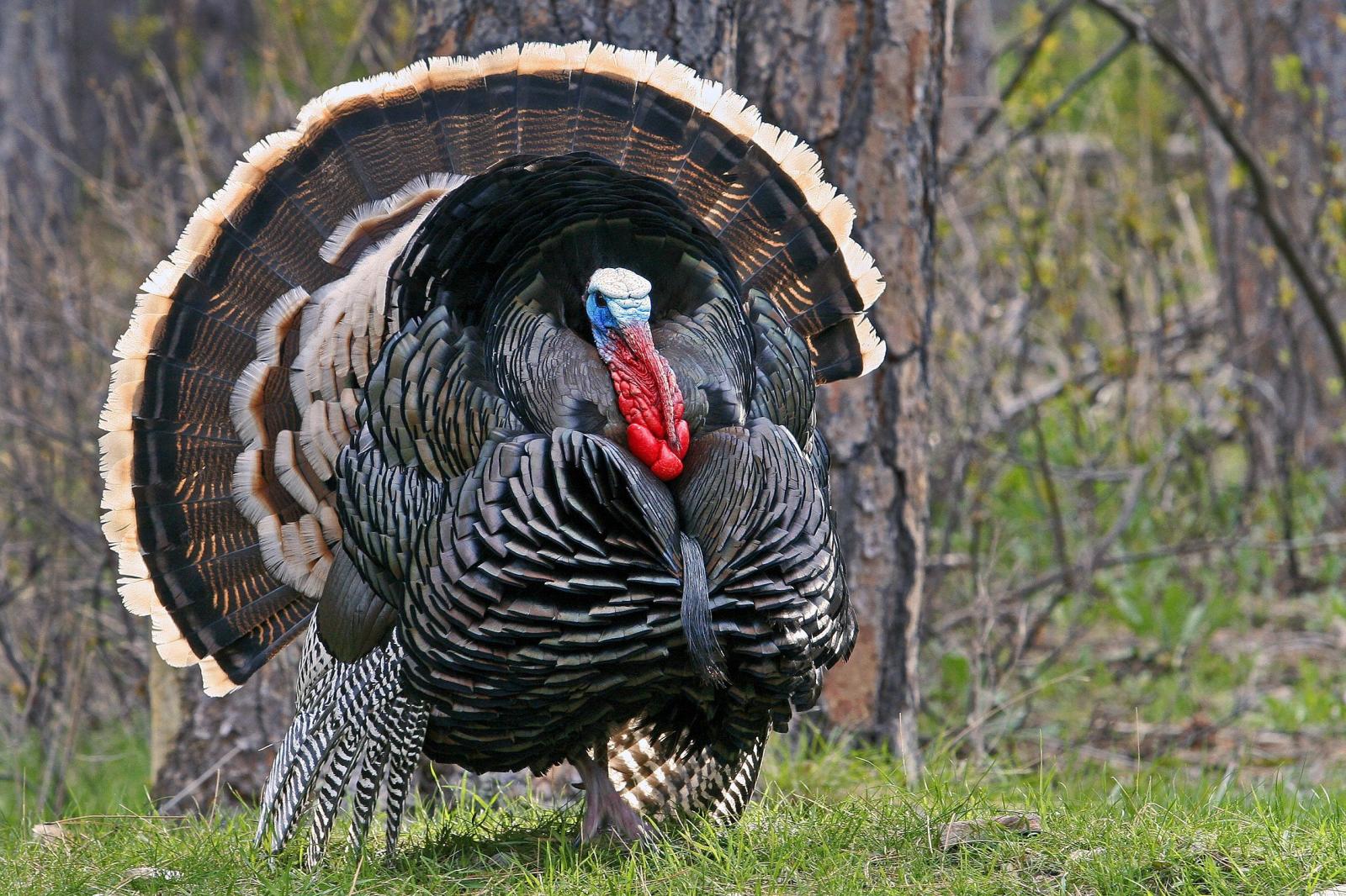 2250x1500 Wild Turkey Wallpapers - Top Free Wild Turkey Backgrounds