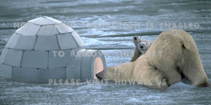 1024x768 polar bears igloo