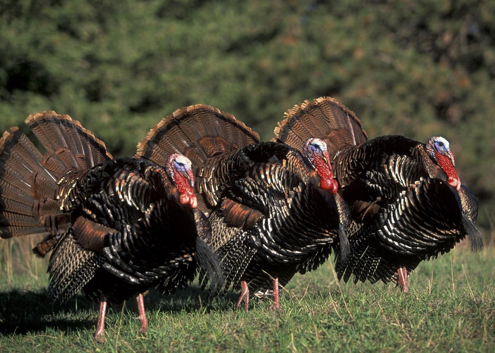 2100x1500 Wild Turkey Wallpapers And Screensavers / Star ULTRA HD Textures