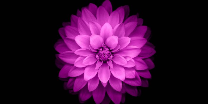 2732x2732 ac98-wallpaper-apple-red-lotus-iphone6-plus-ios8-flower-wallpaper