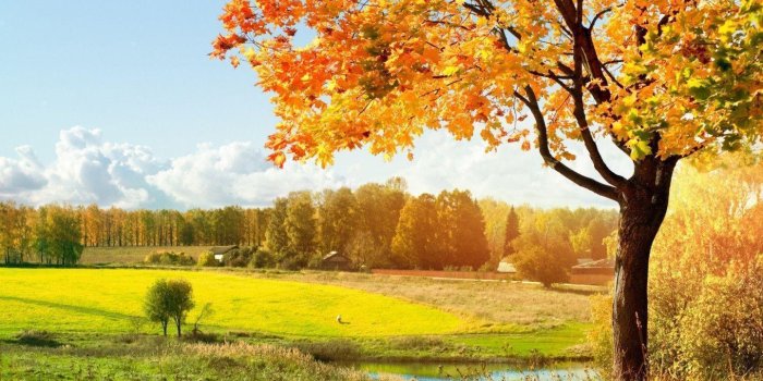 1440x900 Beautiful Tree Wallpapers