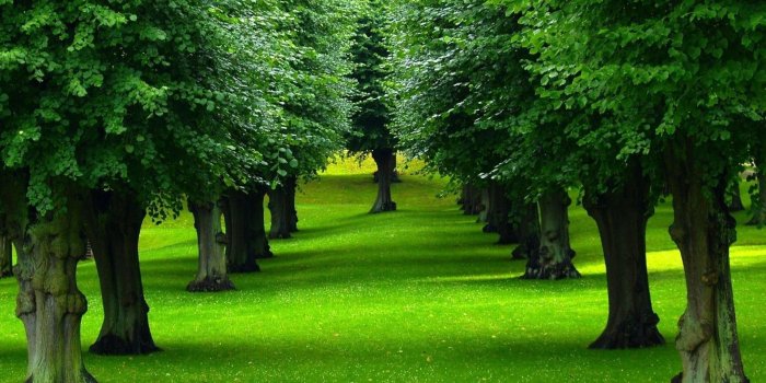 1920x1080 Tree Wallpaper #6839687