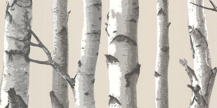 1000x1000 Tuxbury Beige Birch Tree Wallpaper Sample