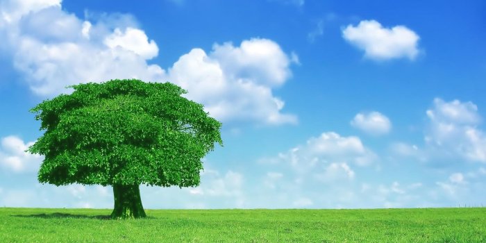 1680x1050 Tree wallpaper | 1680x1050 | #36281