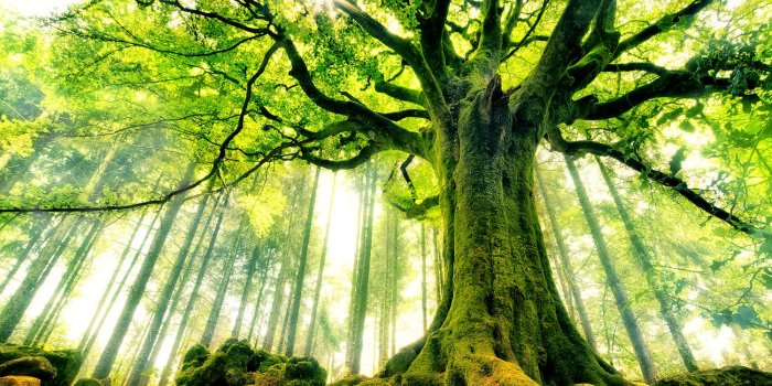 1500x1000 Green Tree Wallpaper | 1500x1000 | ID:51337