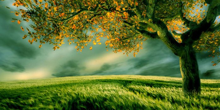 1600x900 Tree Wallpaper #6869518