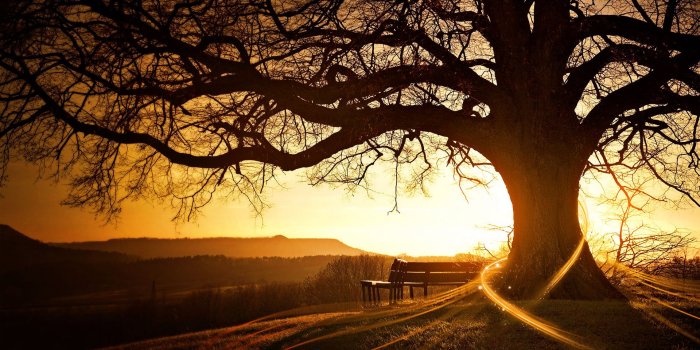 1920x1200 Tree Wallpaper Gallery (25+ images)