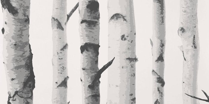 1250x1250 Birch Trees Wallpaper - Double roll