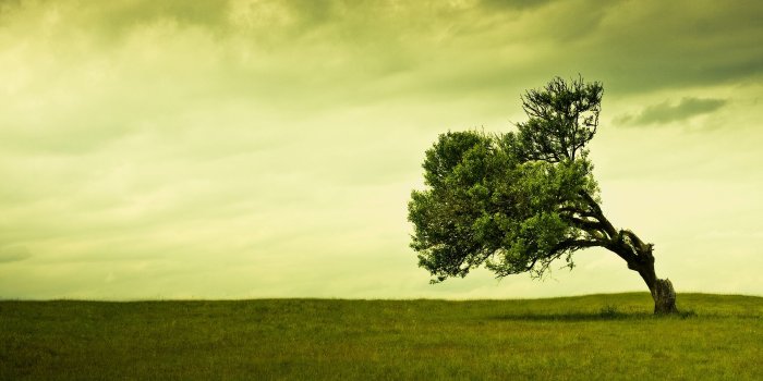 1920x1080 Tree Wallpaper 4 - 1920 X 1080