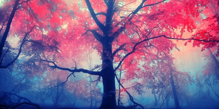 1920x1200 1360x768 Red Leaves Tree Laptop HD HD 4k Wallpapers, Images