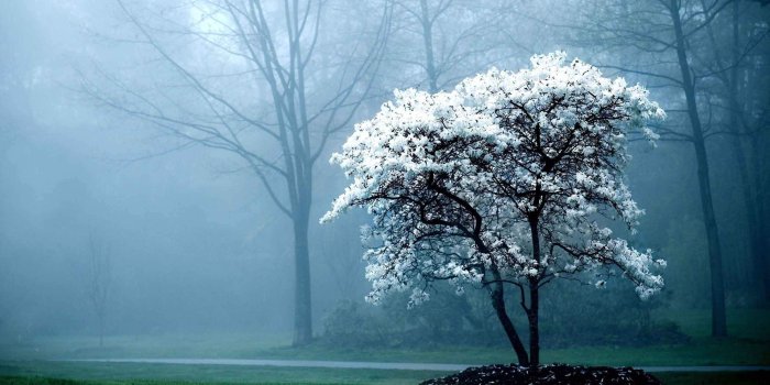 2560x1440 White Tree Wallpapers - Top Free White Tree Backgrounds
